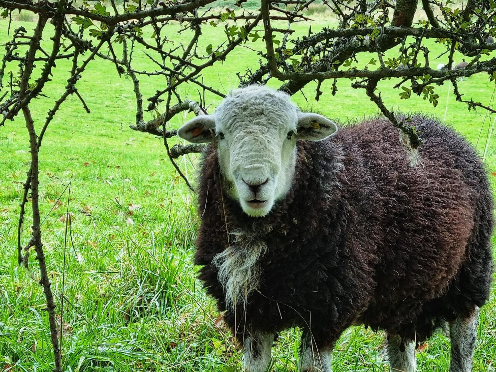 Crookabeck B&B Patterdale Luaran gambar